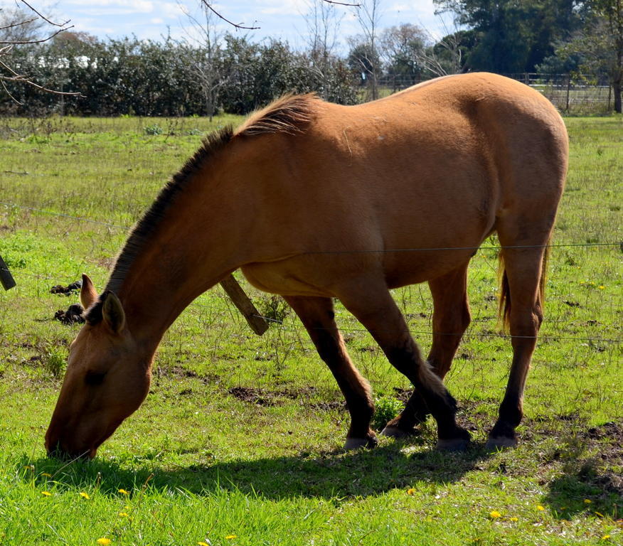 El Ranchito De Areco Villa San Antonio de Areco Dış mekan fotoğraf