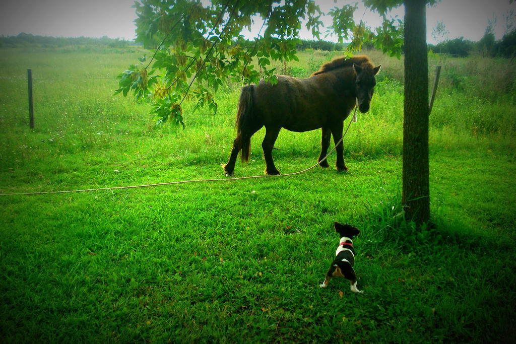 El Ranchito De Areco Villa San Antonio de Areco Dış mekan fotoğraf